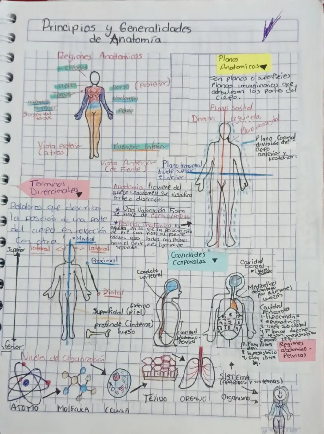 Exploración de las Regiones Anatómicas