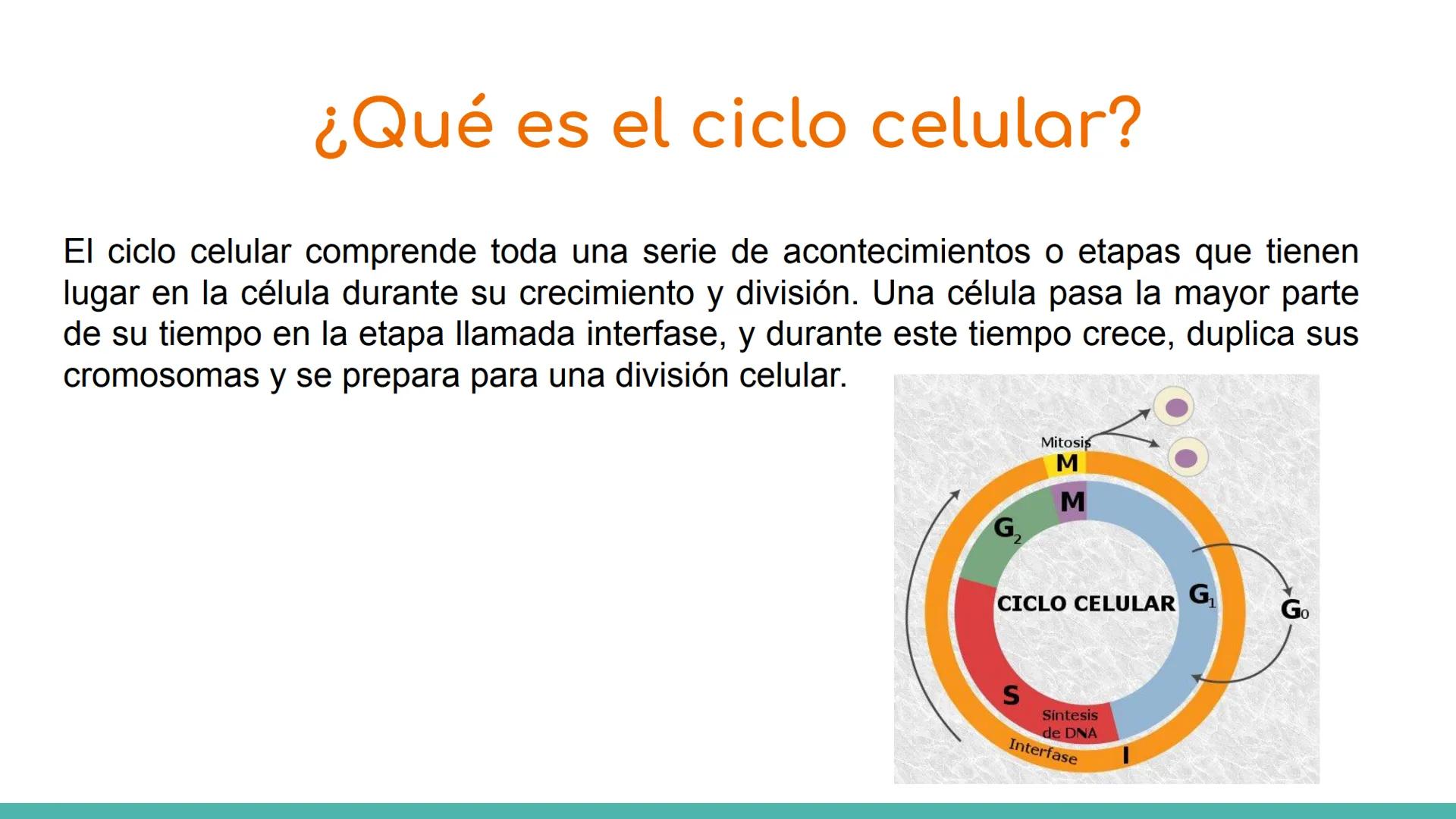 # ¿Qué es el ciclo celular?

El ciclo celular comprende toda una serie de acontecimientos o etapas que tienen
lugar en la célula durante su 