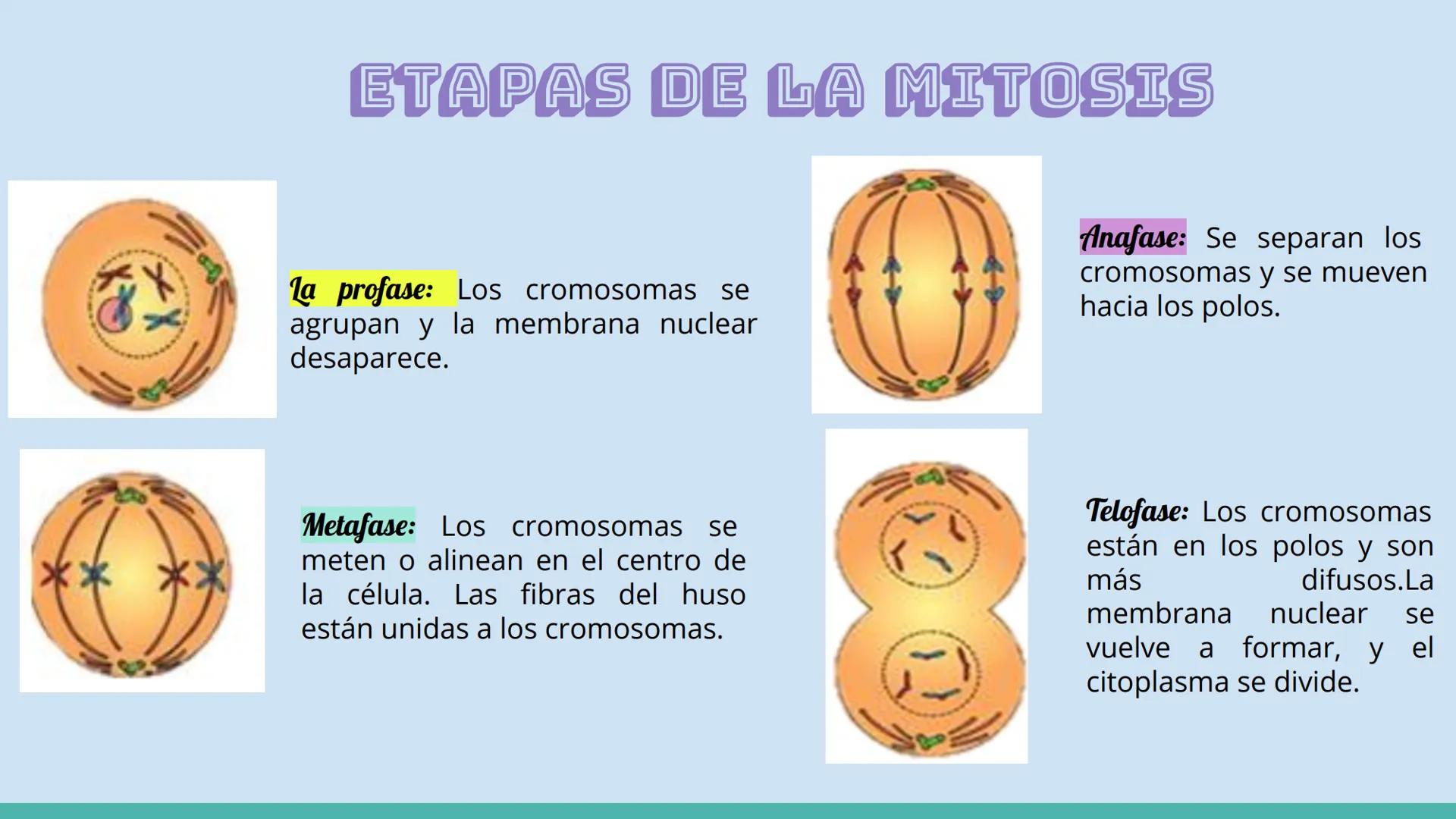# ¿Qué es el ciclo celular?

El ciclo celular comprende toda una serie de acontecimientos o etapas que tienen
lugar en la célula durante su 