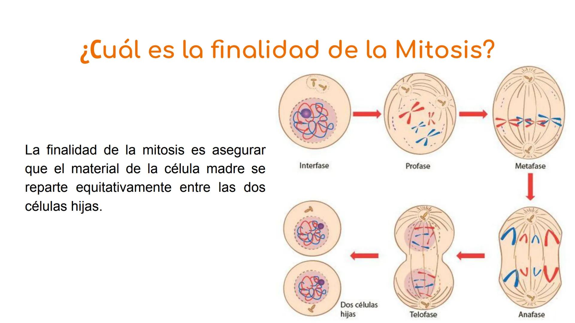 # ¿Qué es el ciclo celular?

El ciclo celular comprende toda una serie de acontecimientos o etapas que tienen
lugar en la célula durante su 