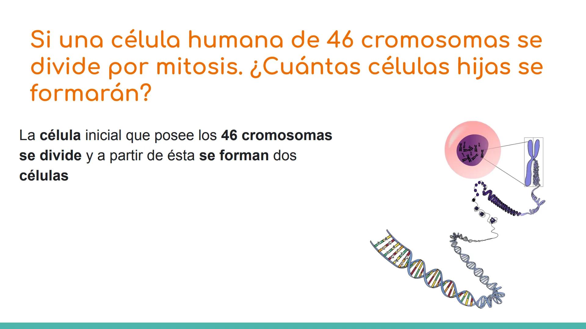 # ¿Qué es el ciclo celular?

El ciclo celular comprende toda una serie de acontecimientos o etapas que tienen
lugar en la célula durante su 