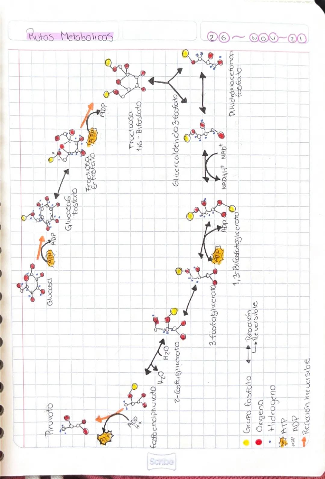 # METABOLISMO

26-Novembre-2021

*   Es el conjunto de todas las recicciones quimicas que se producen
en el interior de las células de un or