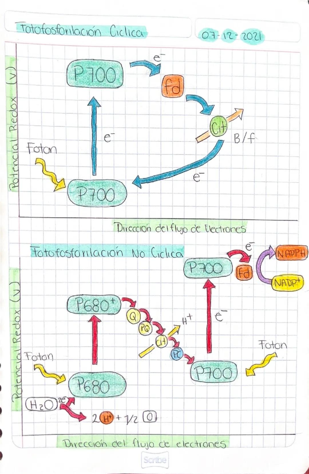 # METABOLISMO

26-Novembre-2021

*   Es el conjunto de todas las recicciones quimicas que se producen
en el interior de las células de un or