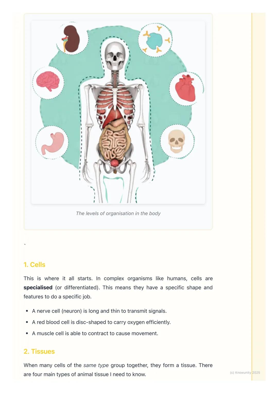 # Tissues, Organs, and Systems

## How our bodies are organised

All living things, including us, are highly organised. It's not just a rand