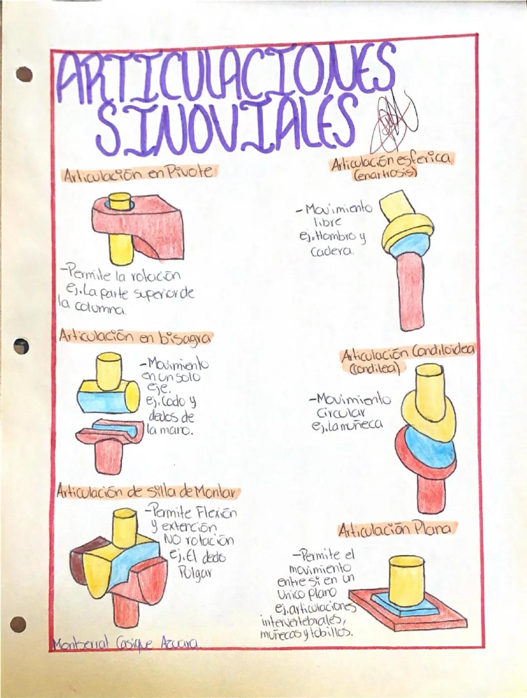 • ARTICULACIONES
SINOVIALES
Articulación en Pivote
-Permite la rotación
es. La parte superiorde
la columna.
Articulación en bisagra
-Movimie