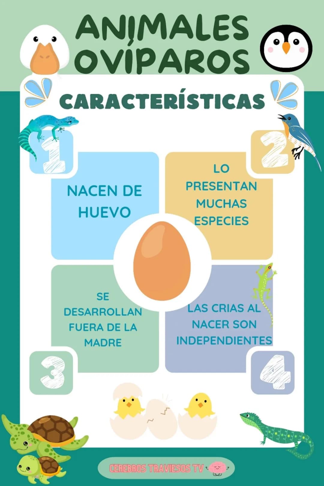 ANIMALES
OVIPAROS
CARACTERÍSTICAS
LO
2
3
NACEN DE
HUEVO
PRESENTAN
MUCHAS
ESPECIES
SE
DESARROLLAN
FUERA DE LA
MADRE
LAS CRIAS AL
NACER SON
IN