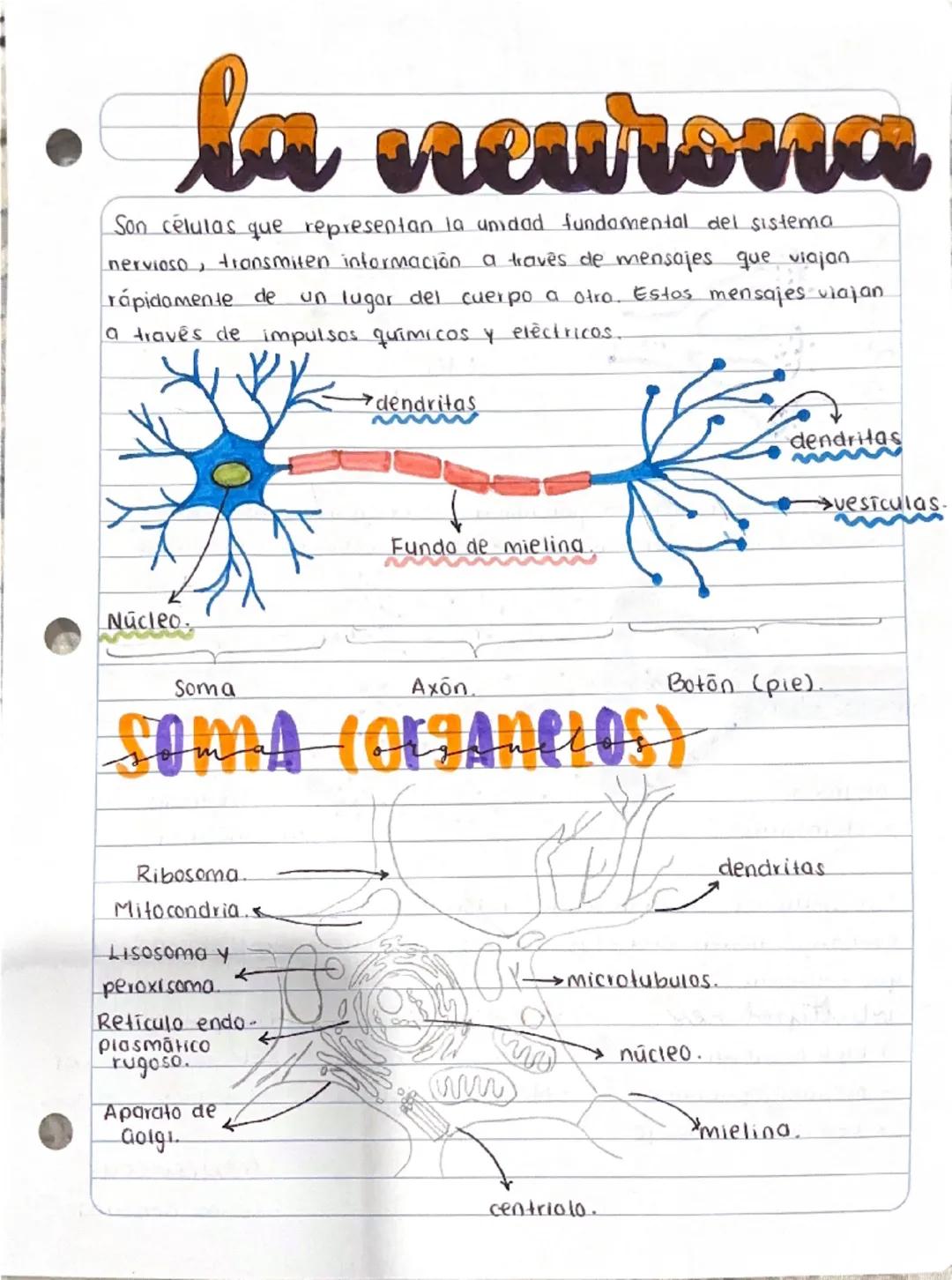 la neurona
Son células que representan la unidad fundamental del sistema
nervioso, transmiten información a traves de mensajes que viajan
rá