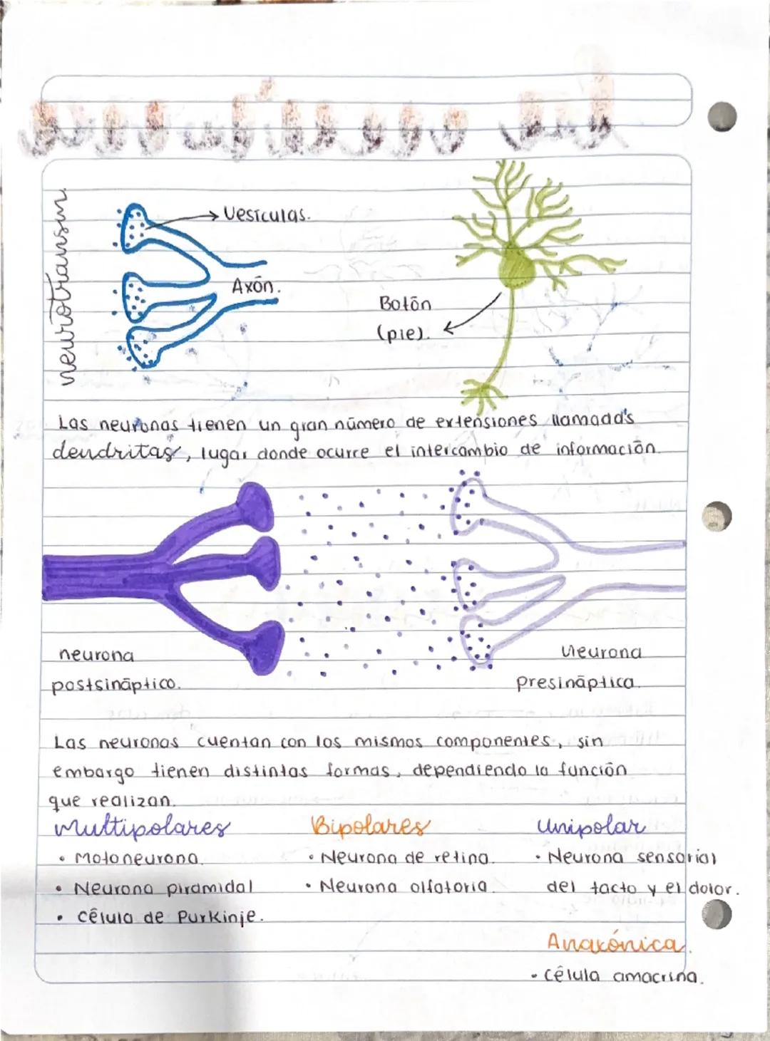 la neurona
Son células que representan la unidad fundamental del sistema
nervioso, transmiten información a traves de mensajes que viajan
rá