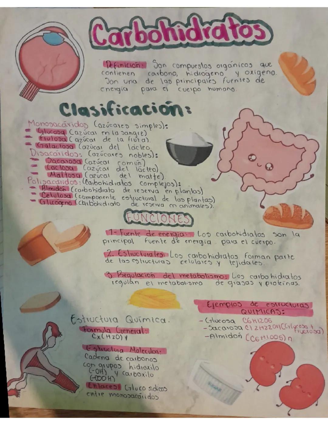 Todo sobre los Carbohidratos: Importancia y Fuentes Principales