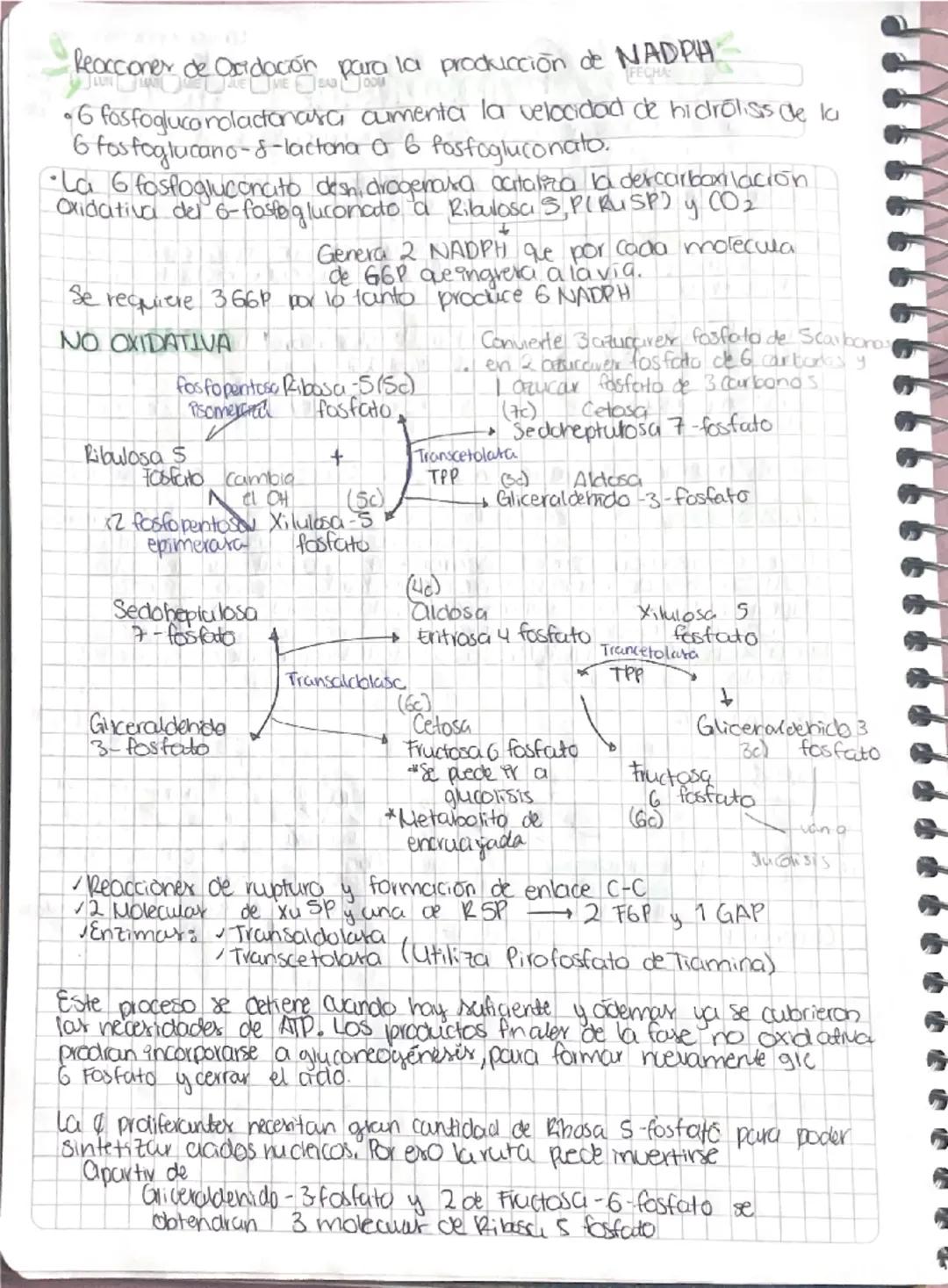 Via de Pentosa Fosfato
Lava es activa en
sintoris: vacidos grasos
vesteroider, Minteres
de DNA y glutation
reducido
•Ovia de la desvicición 