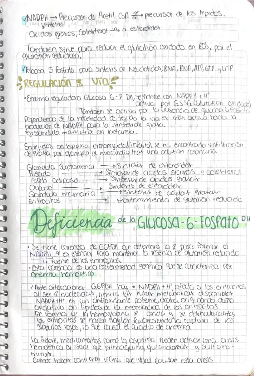 Via de Pentosa Fosfato
Lava es activa en
sintoris: vacidos grasos
vesteroider, Minteres
de DNA y glutation
reducido
•Ovia de la desvicición 