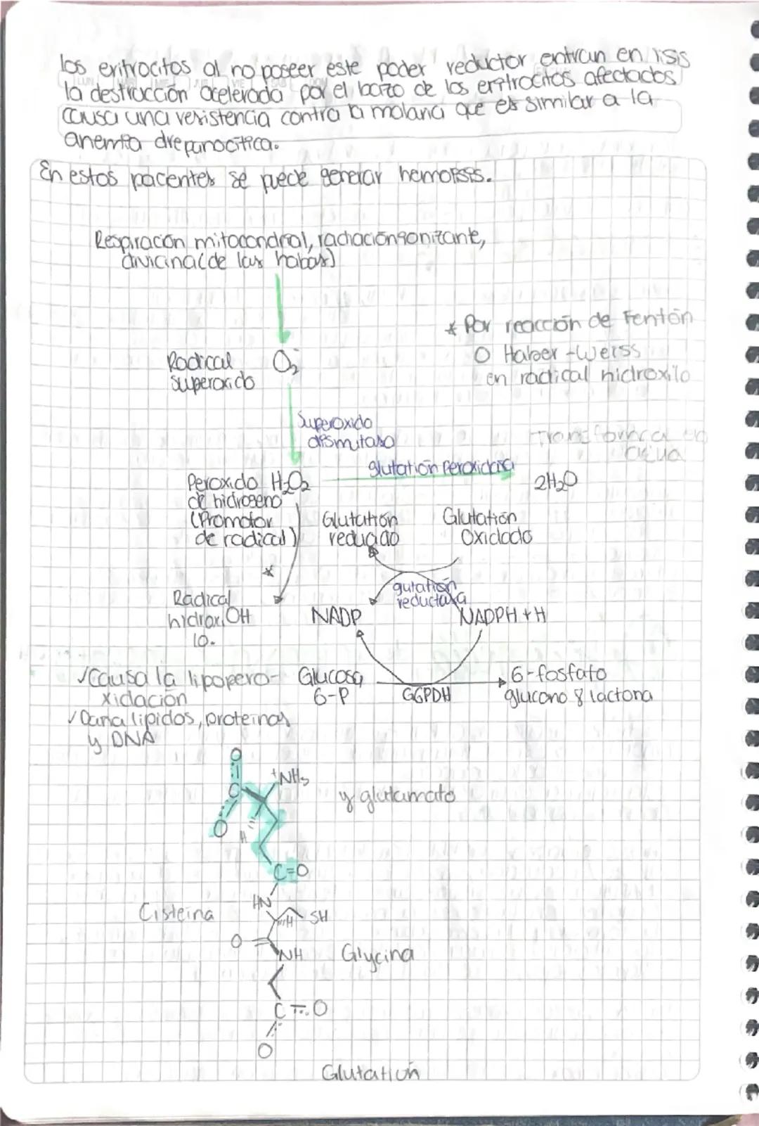 Via de Pentosa Fosfato
Lava es activa en
sintoris: vacidos grasos
vesteroider, Minteres
de DNA y glutation
reducido
•Ovia de la desvicición 