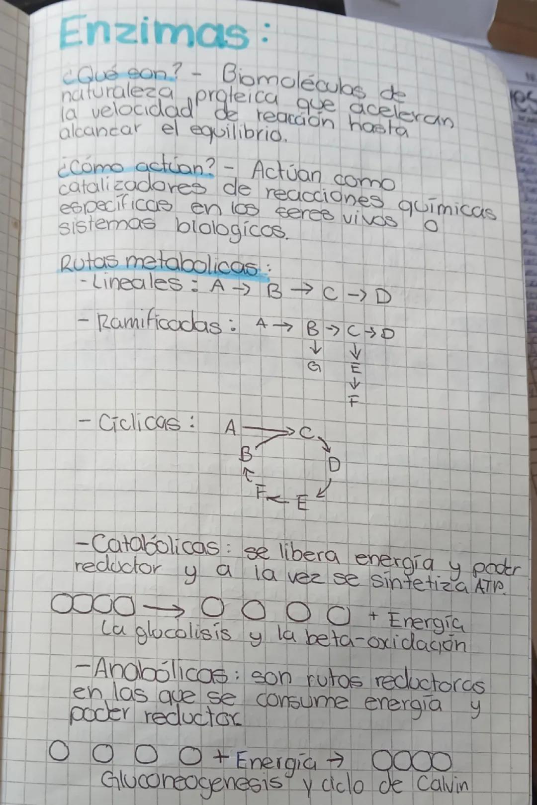 Enzimas:
¿Qué con? - Biomoléculas de
natureza proteica que aceleran
la velocidad de reacción hasta
alcanzar el equilibrio.
¿Cómo actúan? - A
