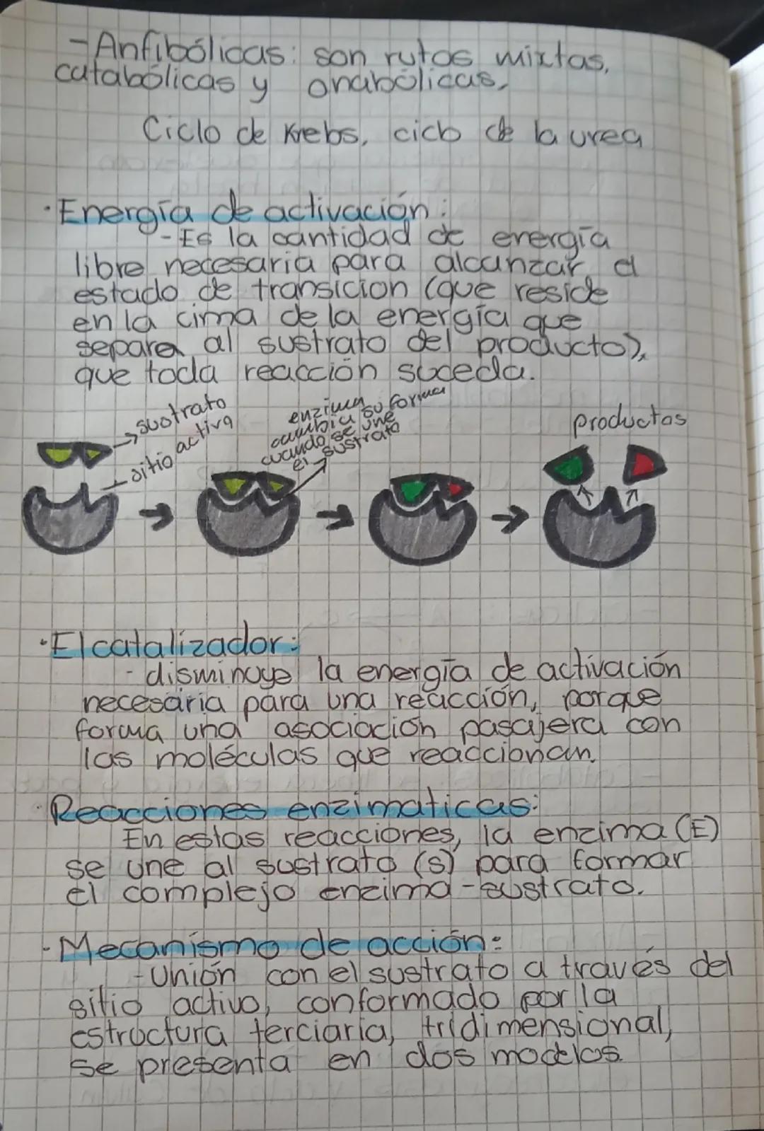Enzimas:
¿Qué con? - Biomoléculas de
natureza proteica que aceleran
la velocidad de reacción hasta
alcanzar el equilibrio.
¿Cómo actúan? - A