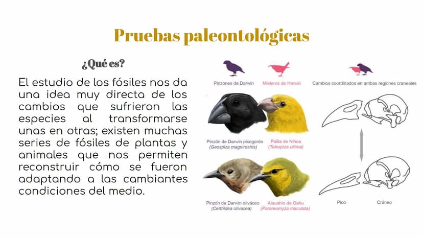 Pruebas paleontológicas
¿Qué es?
El estudio de los fósiles nos da
una idea muy directa de los
cambios que sufrieron las
especies al transfor