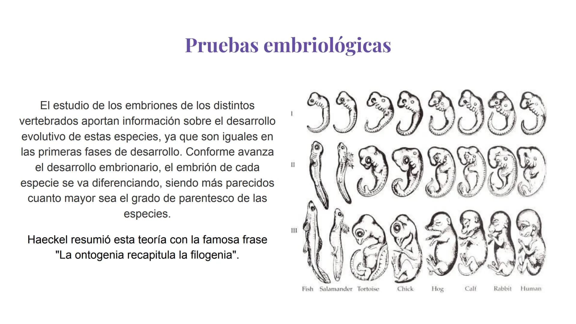 Pruebas paleontológicas
¿Qué es?
El estudio de los fósiles nos da
una idea muy directa de los
cambios que sufrieron las
especies al transfor