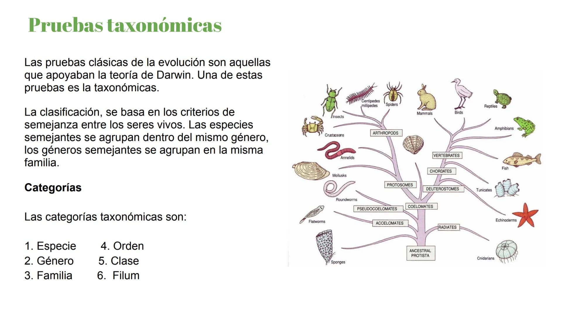 Pruebas paleontológicas
¿Qué es?
El estudio de los fósiles nos da
una idea muy directa de los
cambios que sufrieron las
especies al transfor