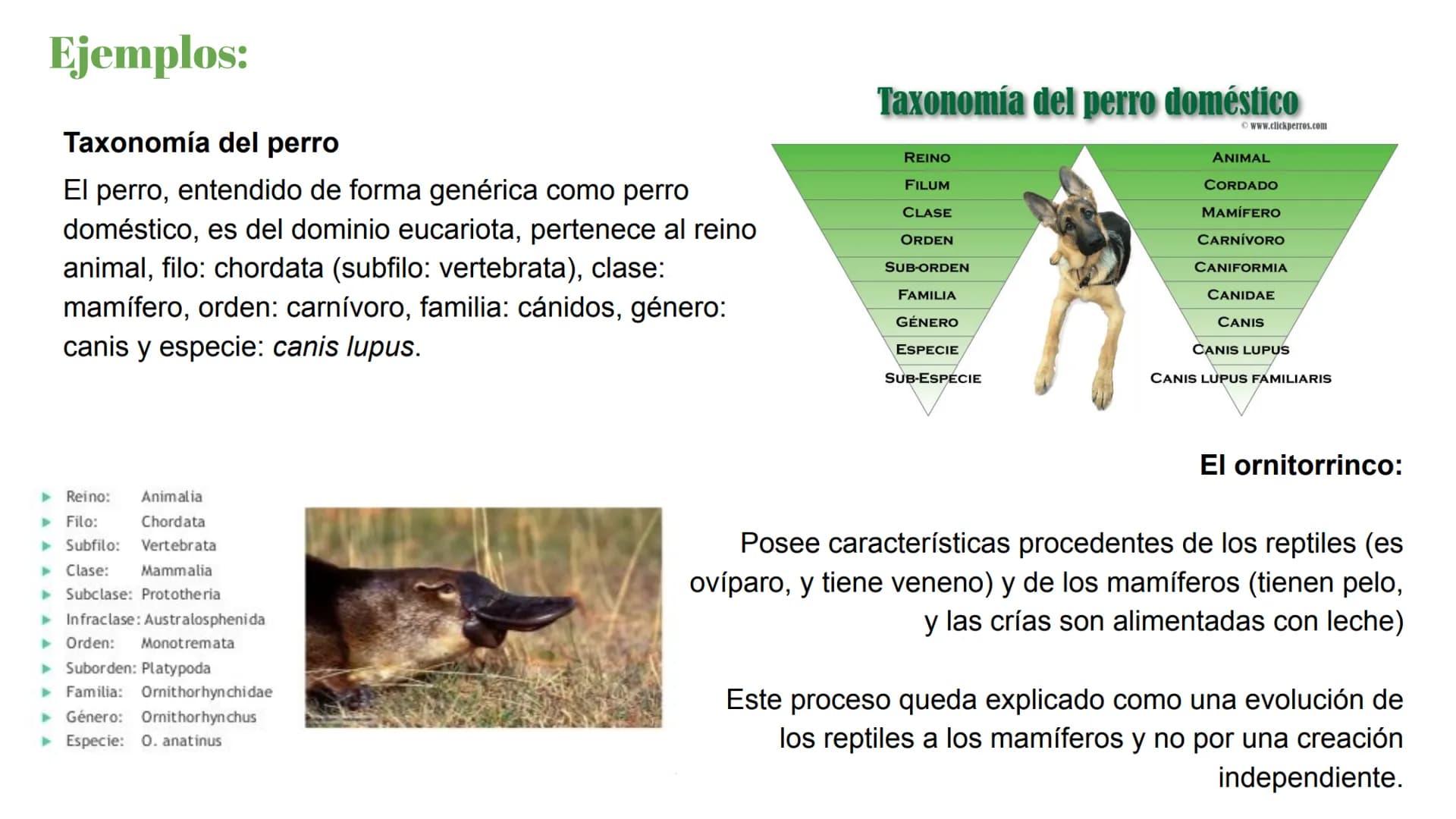 Pruebas paleontológicas
¿Qué es?
El estudio de los fósiles nos da
una idea muy directa de los
cambios que sufrieron las
especies al transfor
