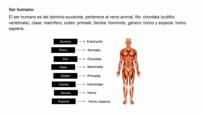Pruebas paleontológicas
¿Qué es?
El estudio de los fósiles nos da
una idea muy directa de los
cambios que sufrieron las
especies al transfor