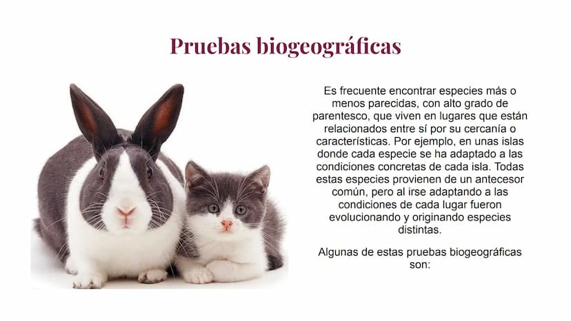 Pruebas paleontológicas
¿Qué es?
El estudio de los fósiles nos da
una idea muy directa de los
cambios que sufrieron las
especies al transfor