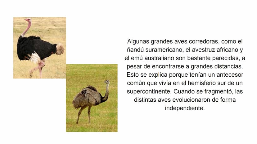 Pruebas paleontológicas
¿Qué es?
El estudio de los fósiles nos da
una idea muy directa de los
cambios que sufrieron las
especies al transfor