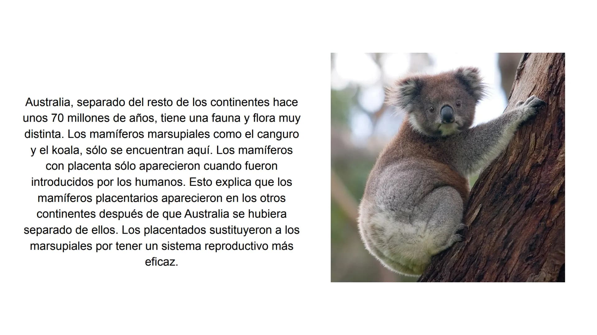 Pruebas paleontológicas
¿Qué es?
El estudio de los fósiles nos da
una idea muy directa de los
cambios que sufrieron las
especies al transfor