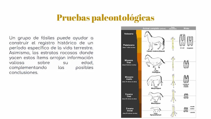 Pruebas paleontológicas
¿Qué es?
El estudio de los fósiles nos da
una idea muy directa de los
cambios que sufrieron las
especies al transfor