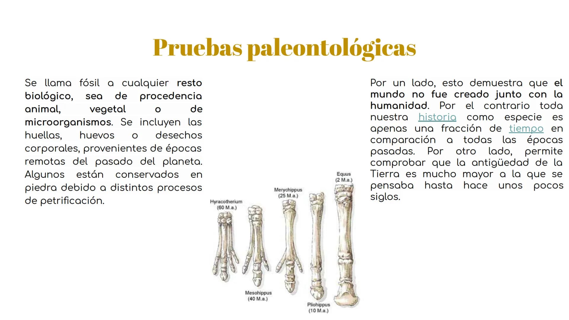 Pruebas paleontológicas
¿Qué es?
El estudio de los fósiles nos da
una idea muy directa de los
cambios que sufrieron las
especies al transfor