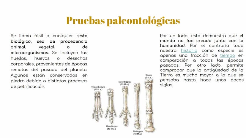 Pruebas paleontológicas
¿Qué es?
El estudio de los fósiles nos da
una idea muy directa de los
cambios que sufrieron las
especies al transfor