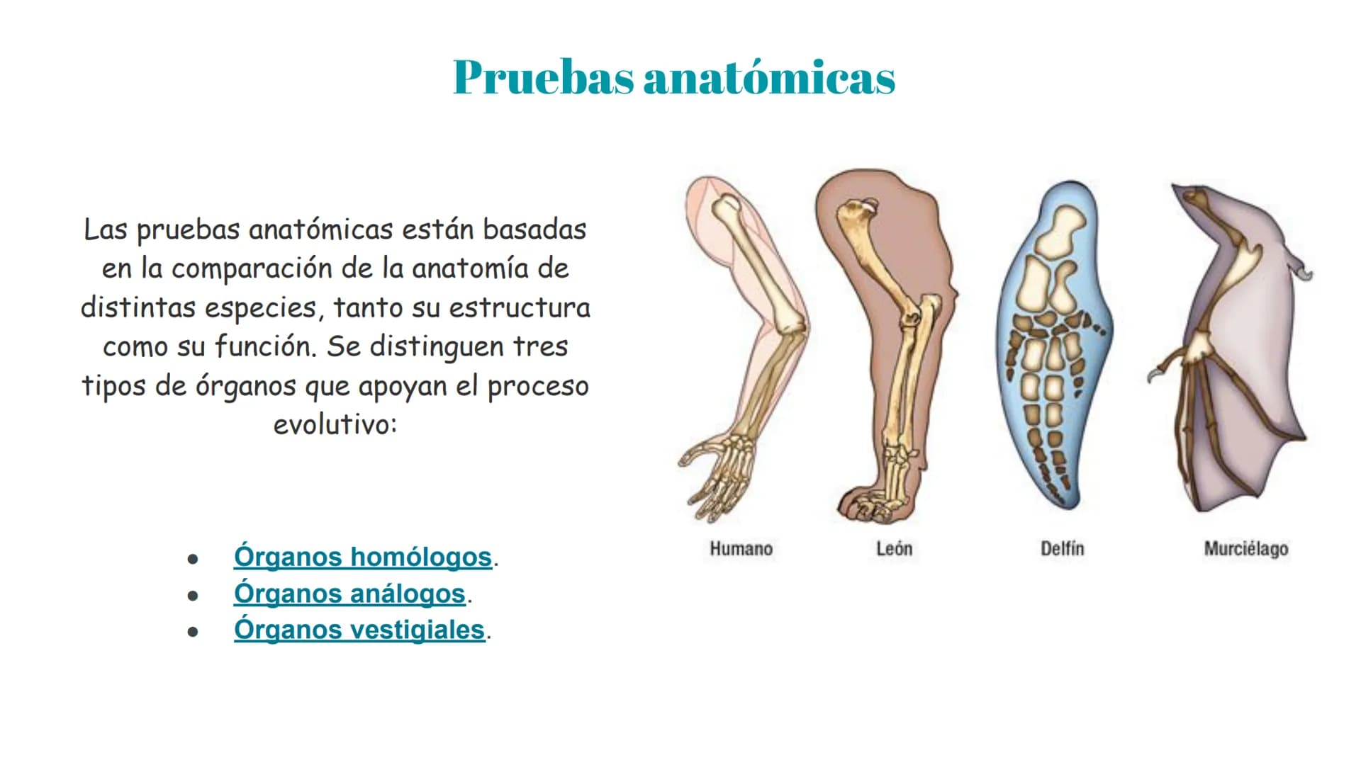 Pruebas paleontológicas
¿Qué es?
El estudio de los fósiles nos da
una idea muy directa de los
cambios que sufrieron las
especies al transfor