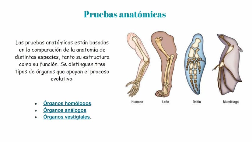 Pruebas paleontológicas
¿Qué es?
El estudio de los fósiles nos da
una idea muy directa de los
cambios que sufrieron las
especies al transfor