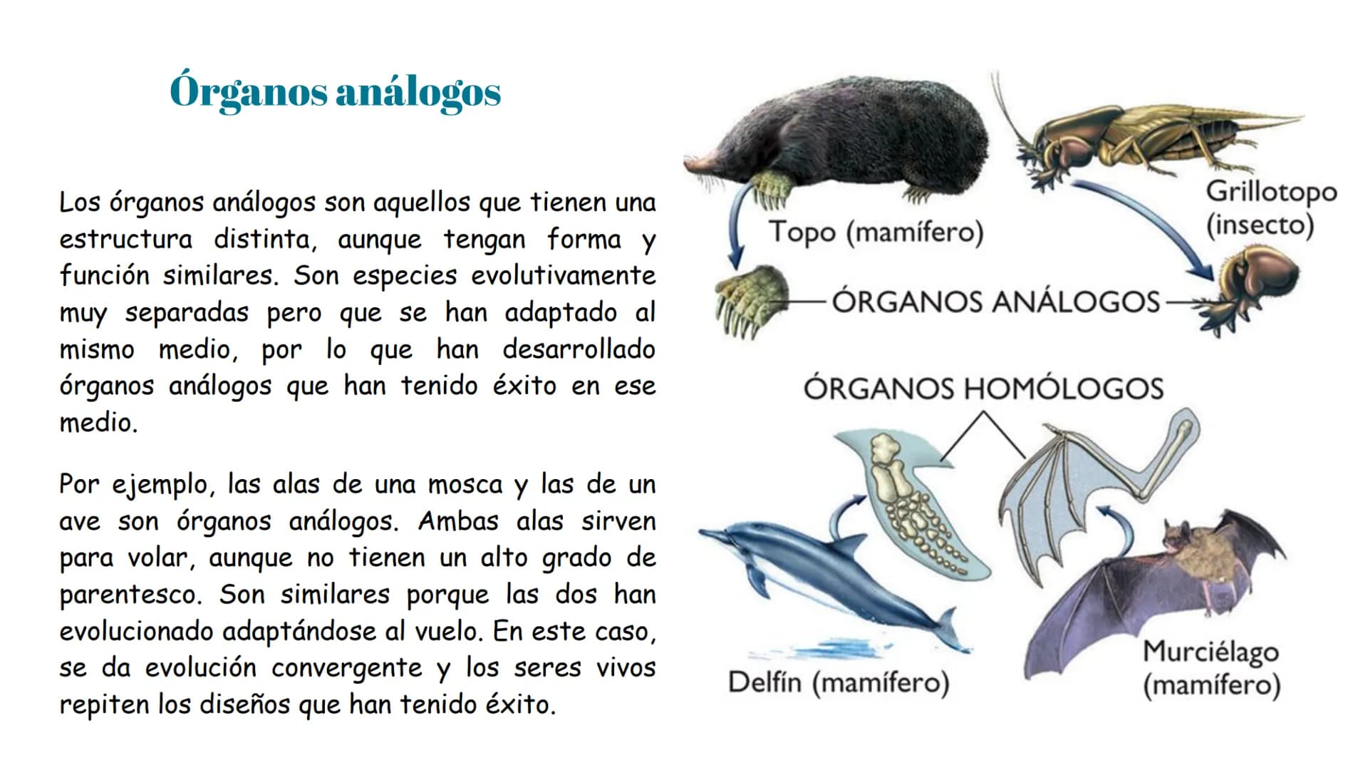 Pruebas paleontológicas
¿Qué es?
El estudio de los fósiles nos da
una idea muy directa de los
cambios que sufrieron las
especies al transfor