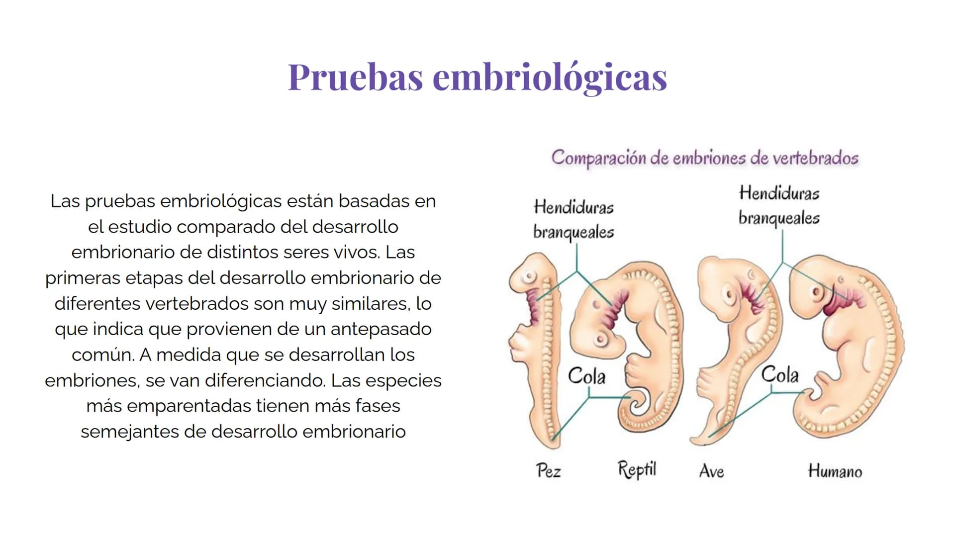 Pruebas paleontológicas
¿Qué es?
El estudio de los fósiles nos da
una idea muy directa de los
cambios que sufrieron las
especies al transfor