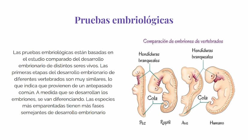 Pruebas paleontológicas
¿Qué es?
El estudio de los fósiles nos da
una idea muy directa de los
cambios que sufrieron las
especies al transfor