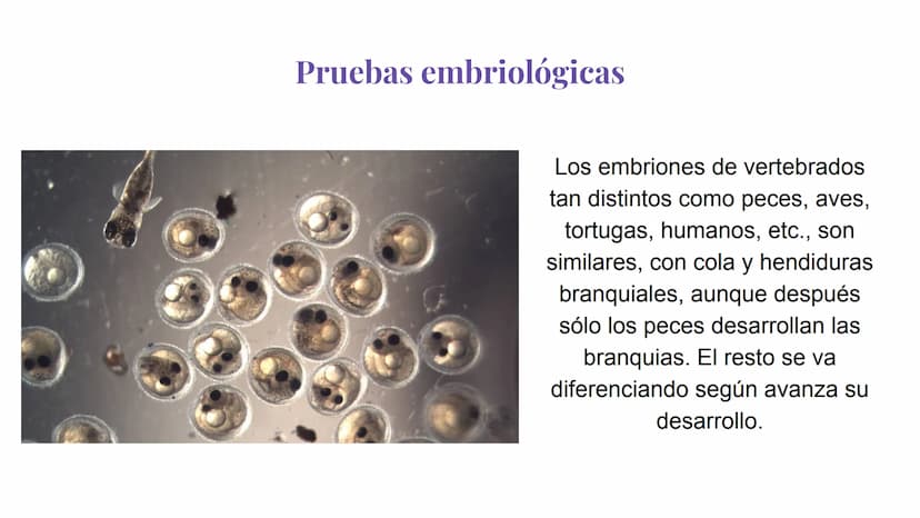 Pruebas paleontológicas
¿Qué es?
El estudio de los fósiles nos da
una idea muy directa de los
cambios que sufrieron las
especies al transfor