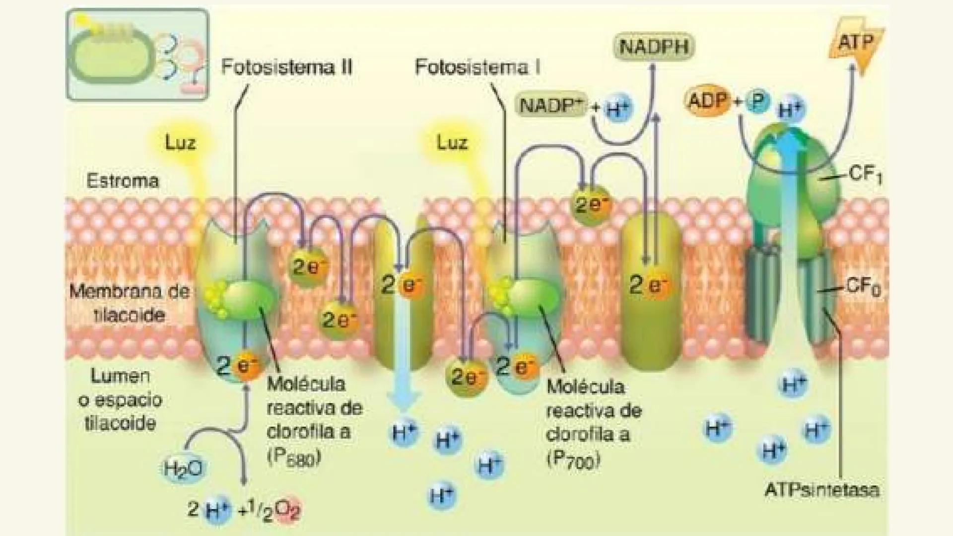 Etapas:

Fotoexitación de la clorofila

Fotolisis del agua

Fotoreducción de NADP

Fotofosforilaciión # ¿Que es la fase luminosa?

La fase l