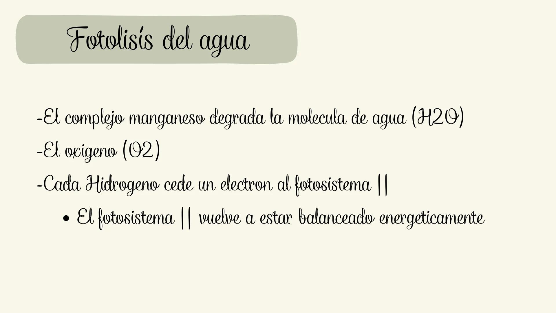 Etapas:

Fotoexitación de la clorofila

Fotolisis del agua

Fotoreducción de NADP

Fotofosforilaciión # ¿Que es la fase luminosa?

La fase l