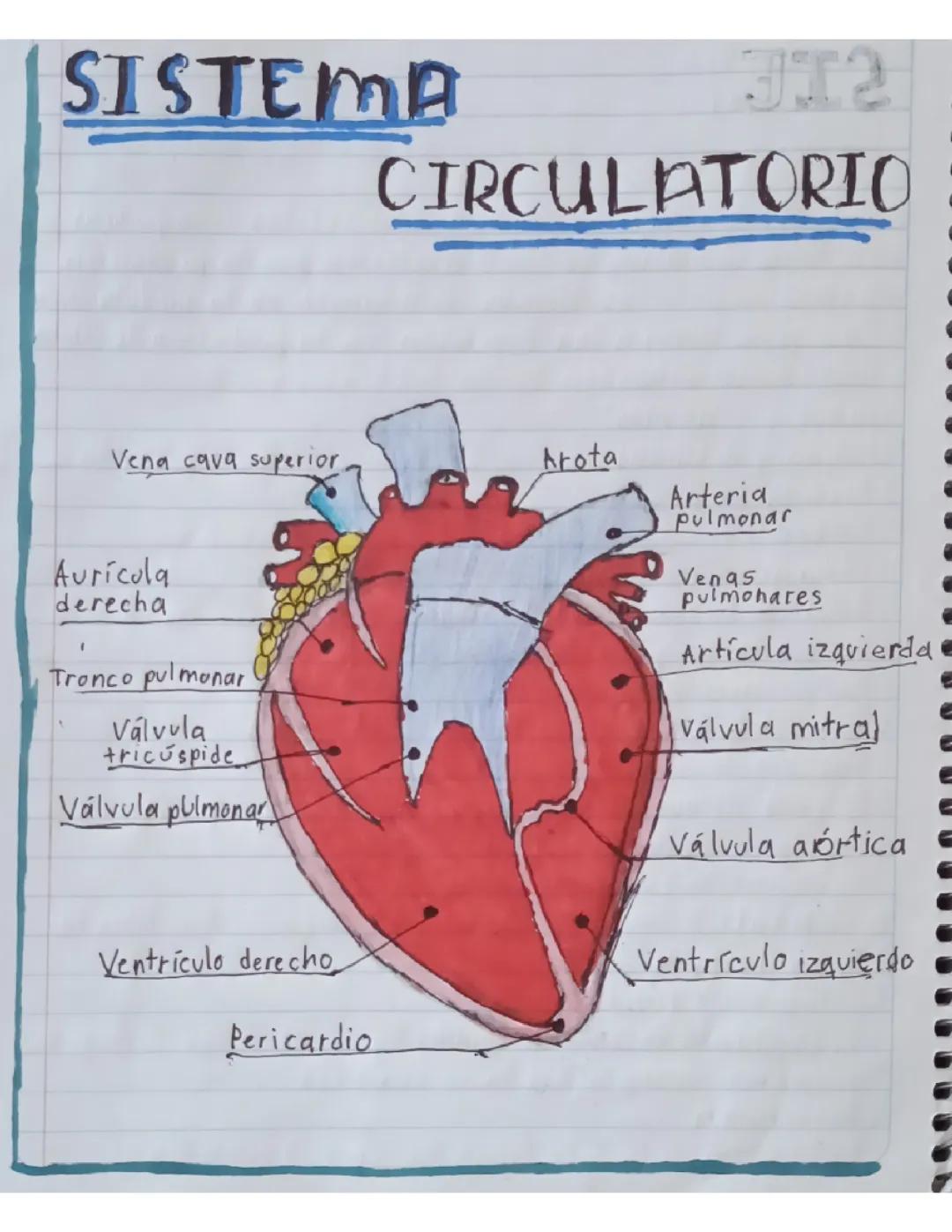 El Sistema Circulatorio y Sus Enfermedades