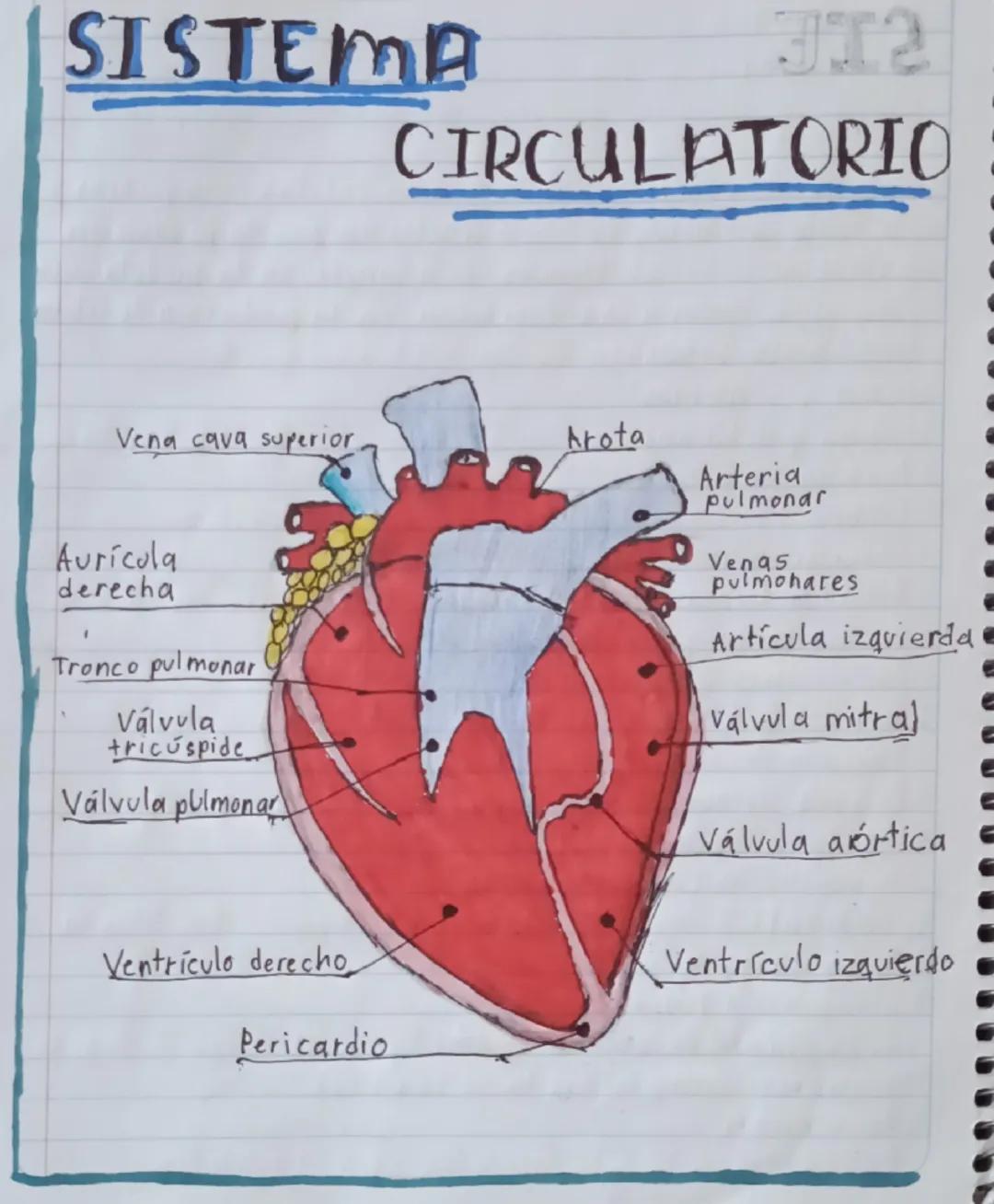 SISTEMA
J12
CIRCULATORIC
Vena cava superior
Arota
Auricula
derecha
Tronco pulmonar
Válvula
tricuspide
Válvula pulmonar
Arteria
Pulmonar
Vena