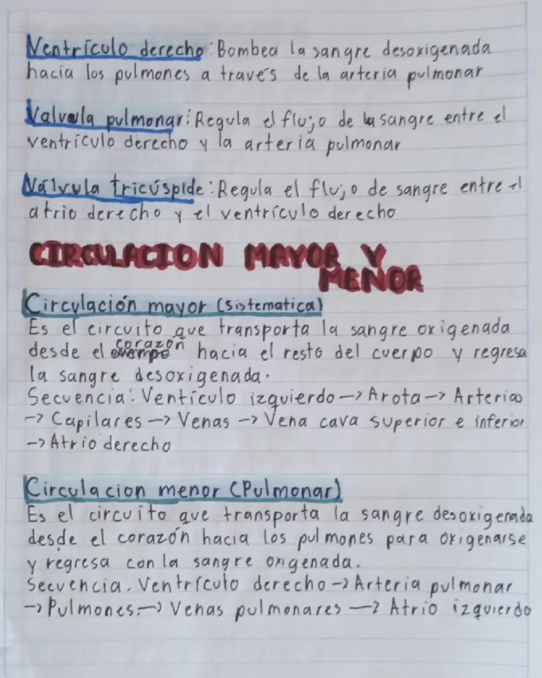SISTEMA
J12
CIRCULATORIC
Vena cava superior
Arota
Auricula
derecha
Tronco pulmonar
Válvula
tricuspide
Válvula pulmonar
Arteria
Pulmonar
Vena