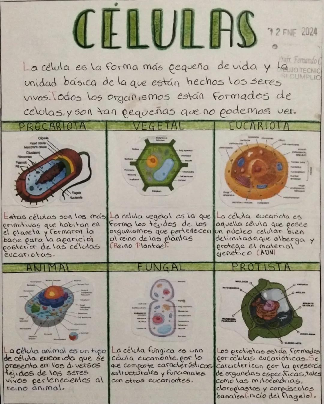 CÉLULAS
7 2 FNF 2024
ofr. Fermando
LUJO TECNIC
SI CUMPLIO
La célula es la forma más pequeña de vida y
unidad básica de la que están hechos l