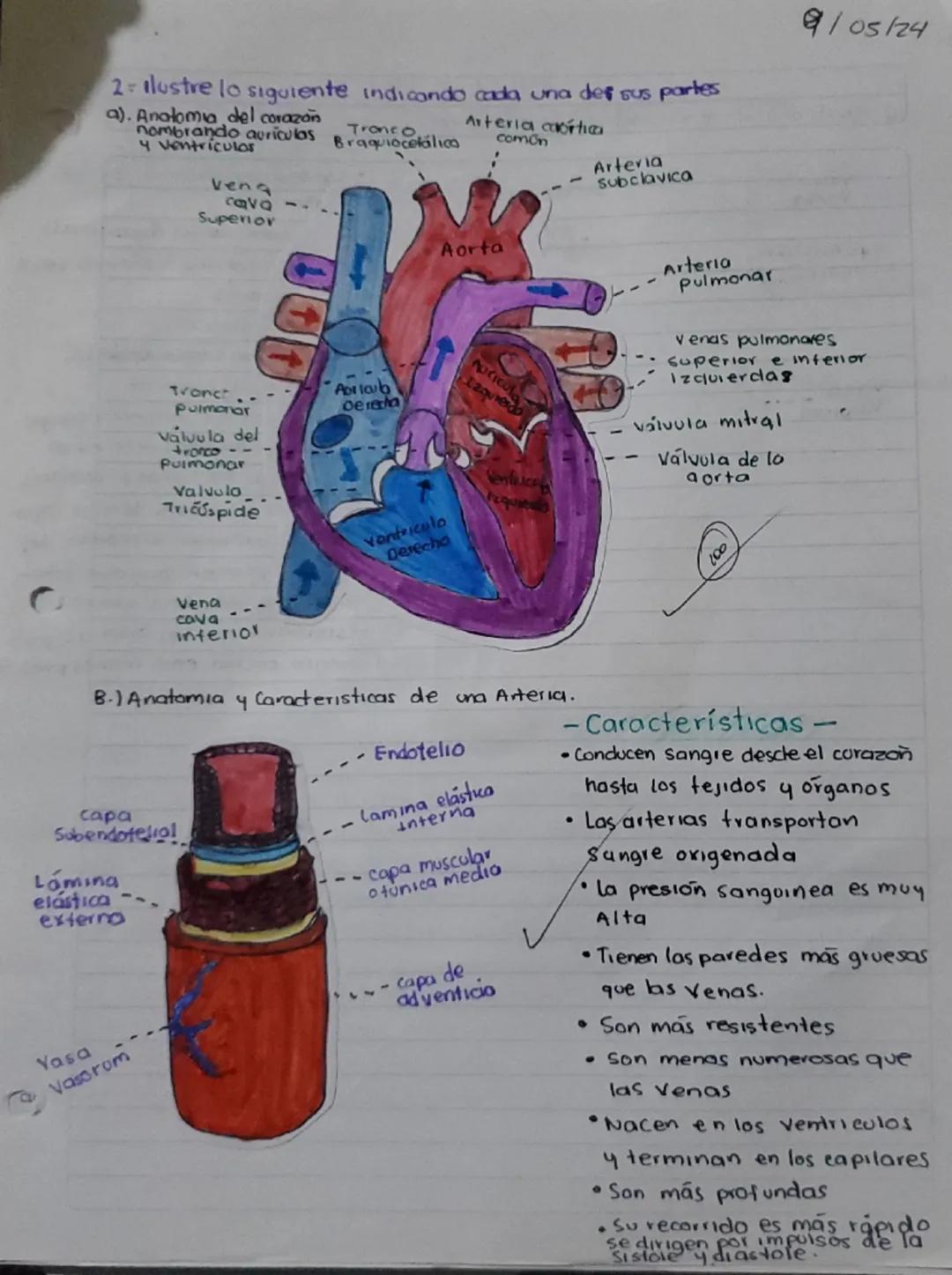 9/05/24
2- Ilustre lo siguiente indicando cada una de sus partes
a). Anatomia del corazón
Tronco
nombrando auriculas Braquiocetálica
4 ventr