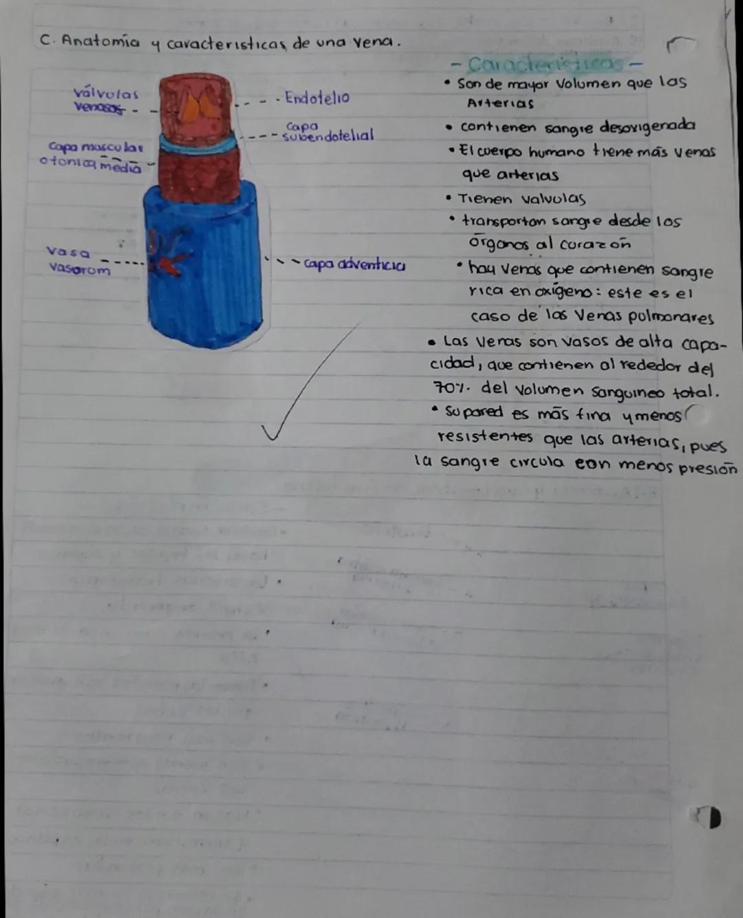 9/05/24
2- Ilustre lo siguiente indicando cada una de sus partes
a). Anatomia del corazón
Tronco
nombrando auriculas Braquiocetálica
4 ventr