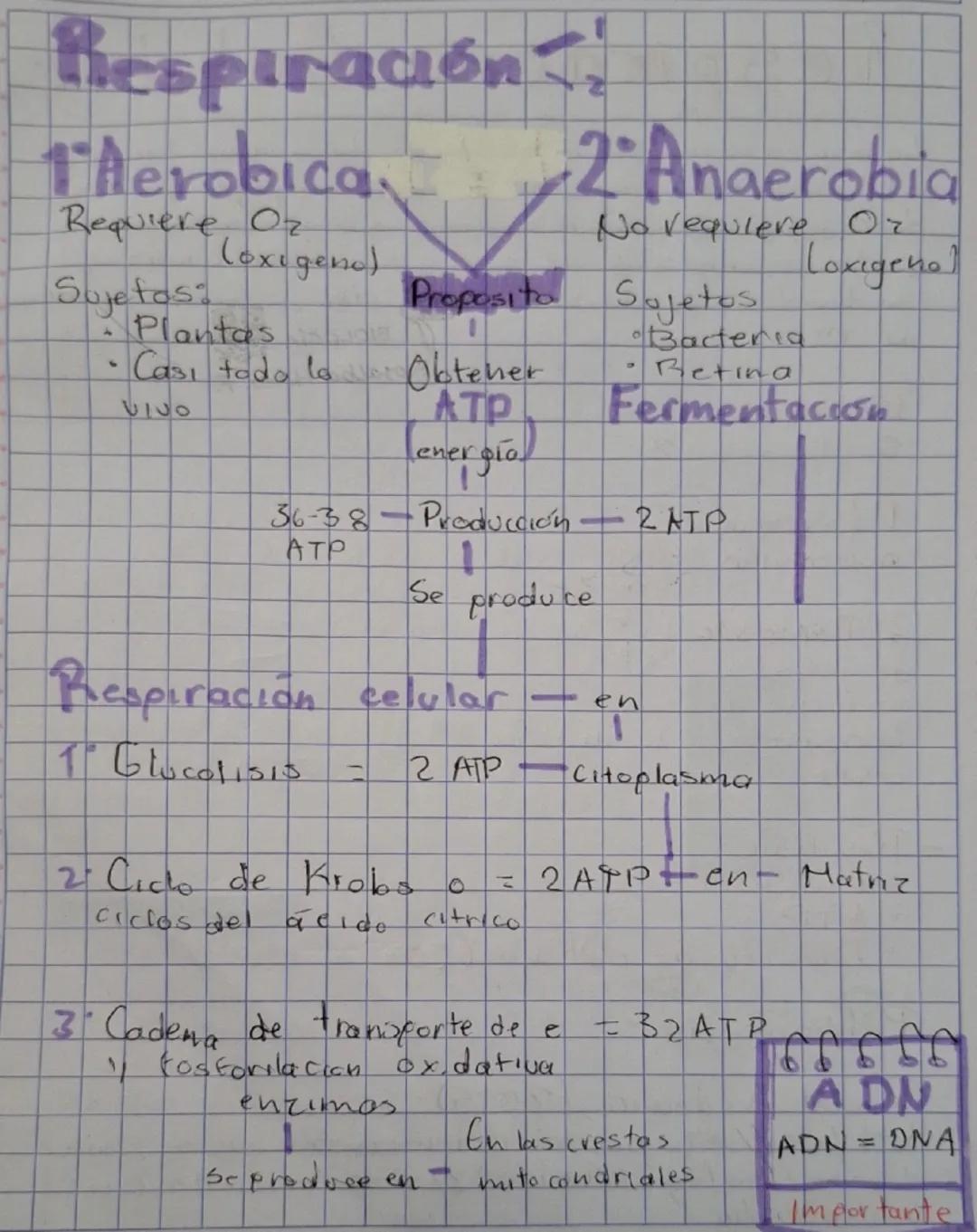 Respiración!!

1. Aerobica 2 Anaerobia
Requiere Oz No requlere Or
(oxigeno) Loxigeno
Sujetas: Proposito Sojetos
- Plantas Obtener • Bacteria