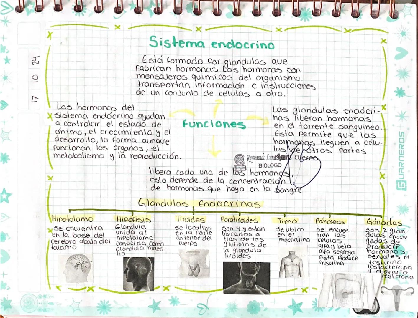 ♡
17 10 24
X
X
# Sistema endocrino

Está formado por glandulas que
Fabrican hormonas. Las hormonas son
mensajeros quimicos del organismo.
tr