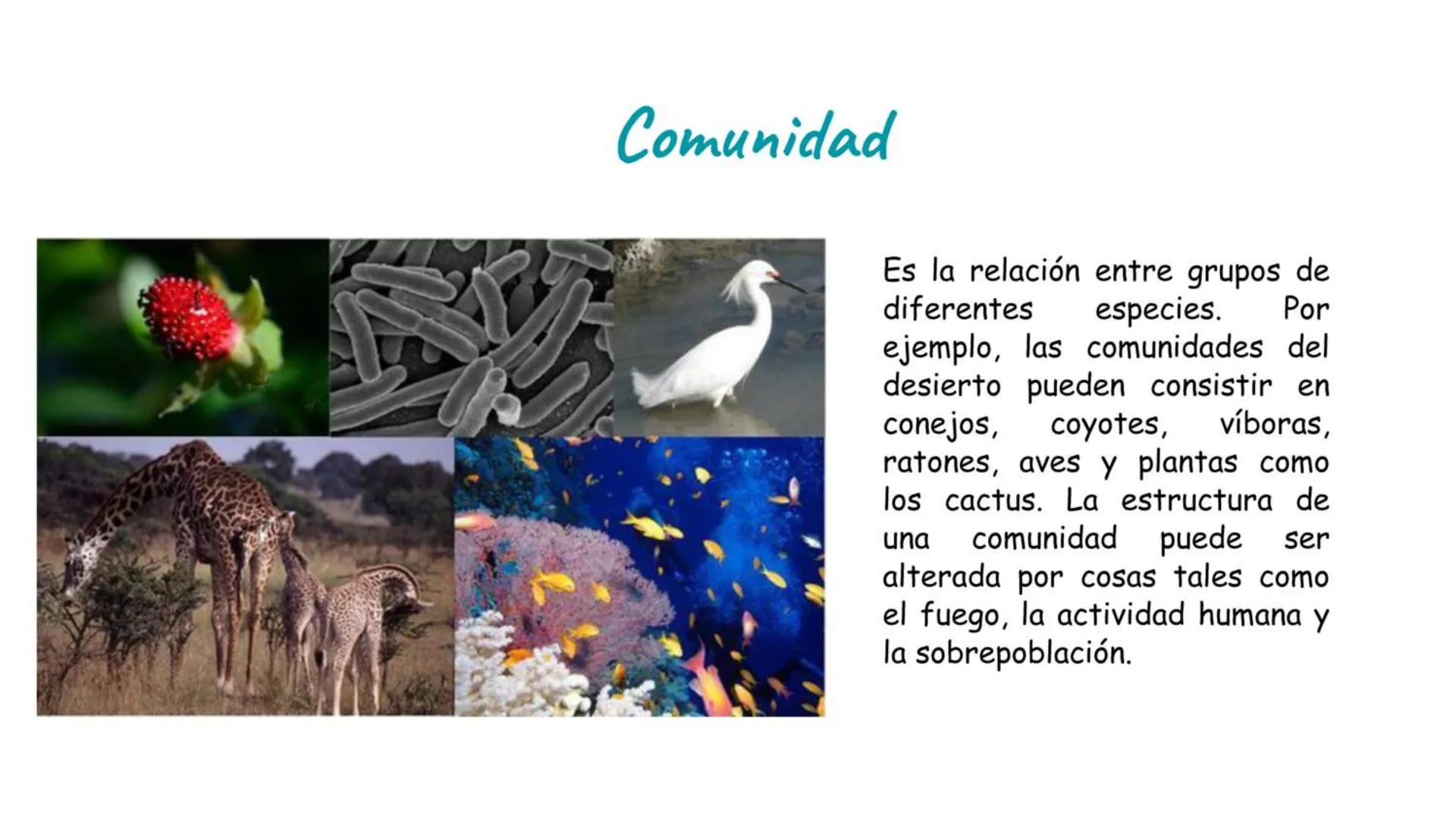 # Átomo

Los niveles organización biológica o jerarquía de la vida, es la jerarquía de estructuras y sistemas biológicos
complejos que defin