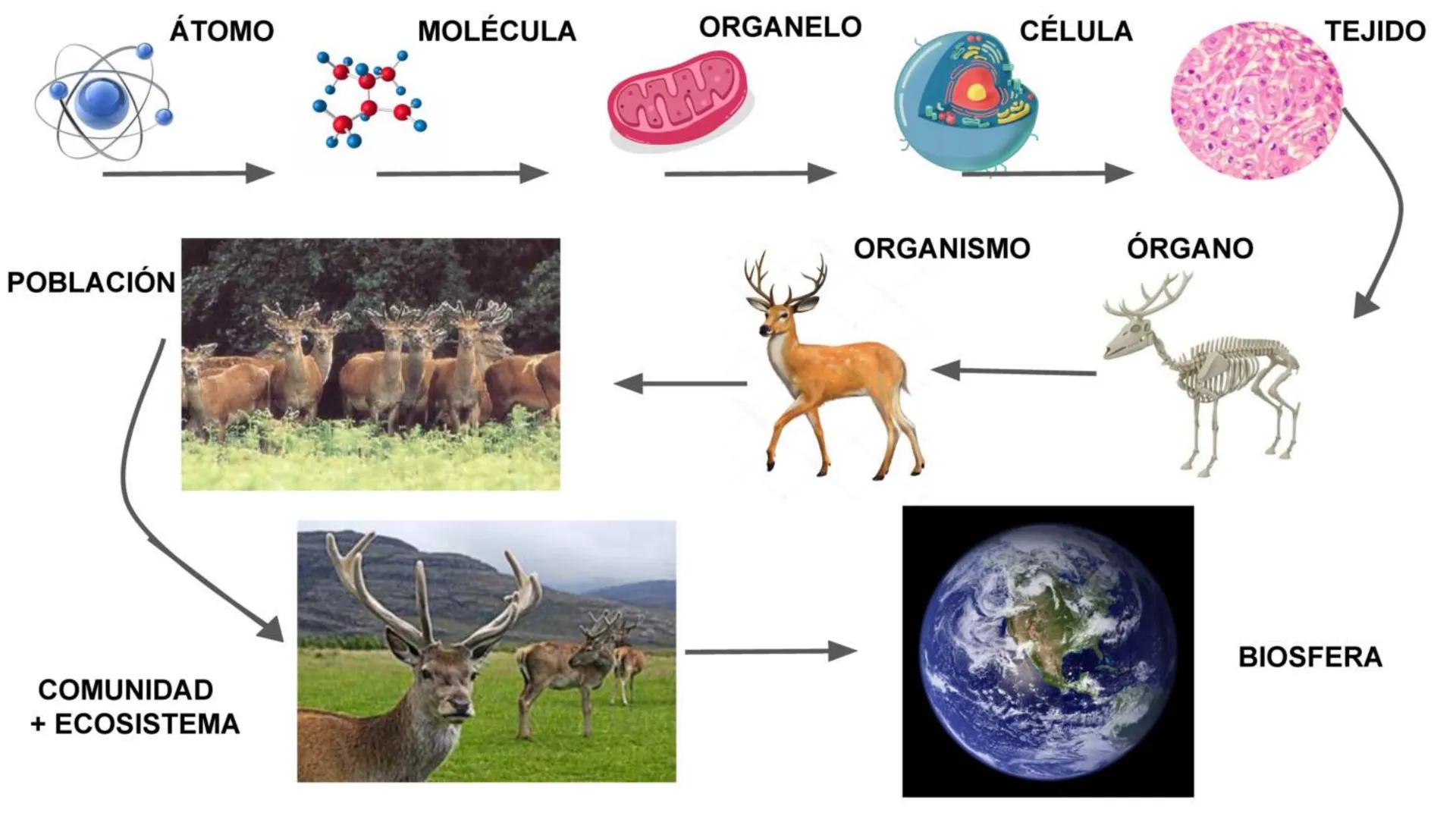 # Átomo

Los niveles organización biológica o jerarquía de la vida, es la jerarquía de estructuras y sistemas biológicos
complejos que defin