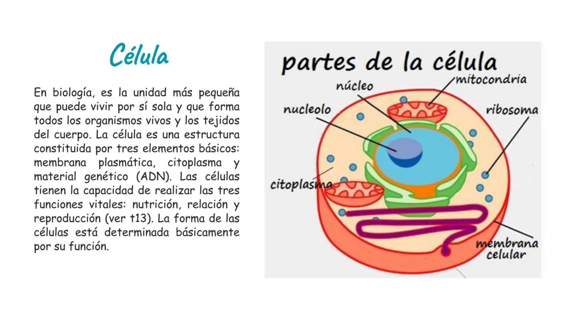 # Átomo

Los niveles organización biológica o jerarquía de la vida, es la jerarquía de estructuras y sistemas biológicos
complejos que defin