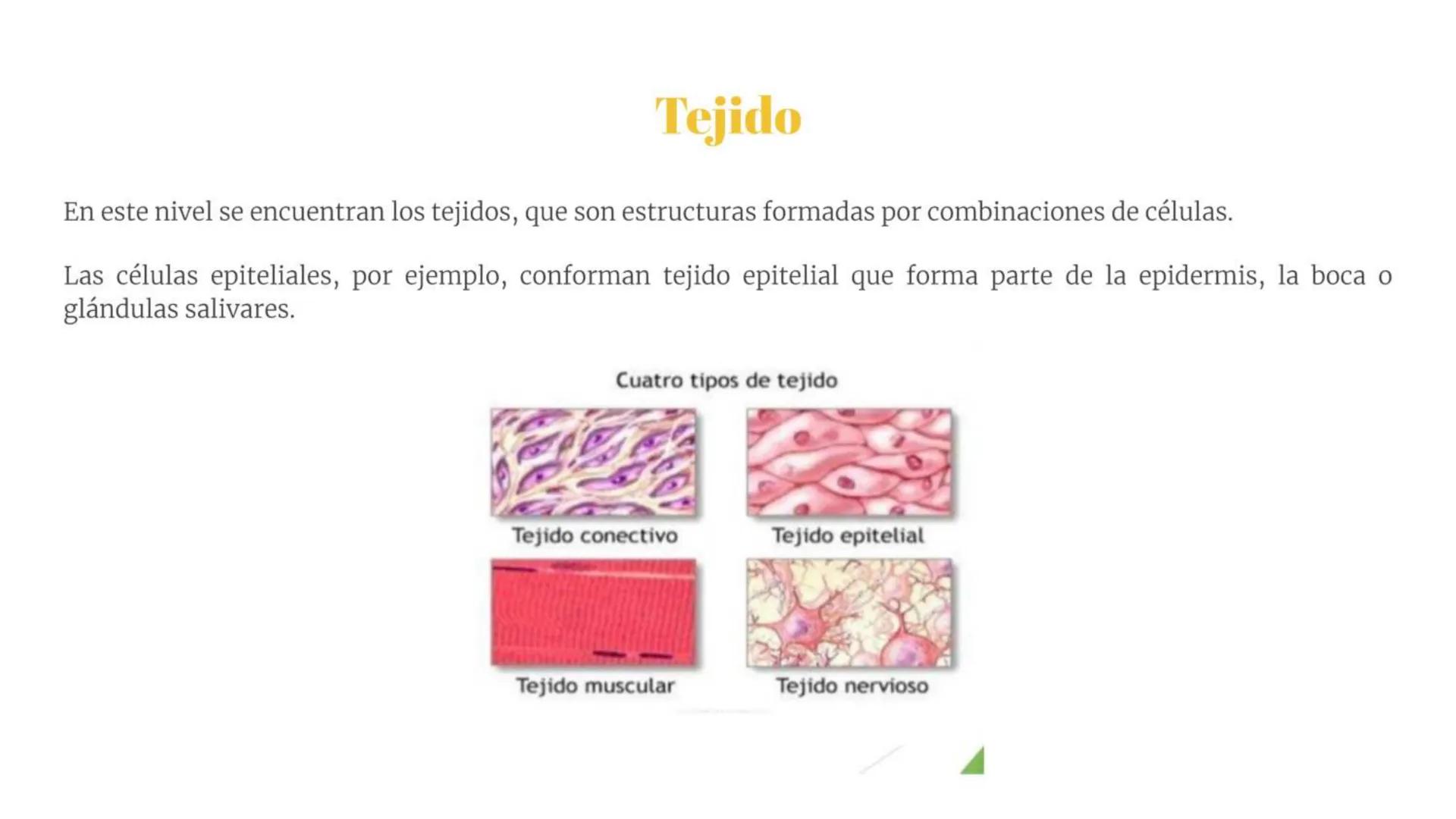 # Átomo

Los niveles organización biológica o jerarquía de la vida, es la jerarquía de estructuras y sistemas biológicos
complejos que defin