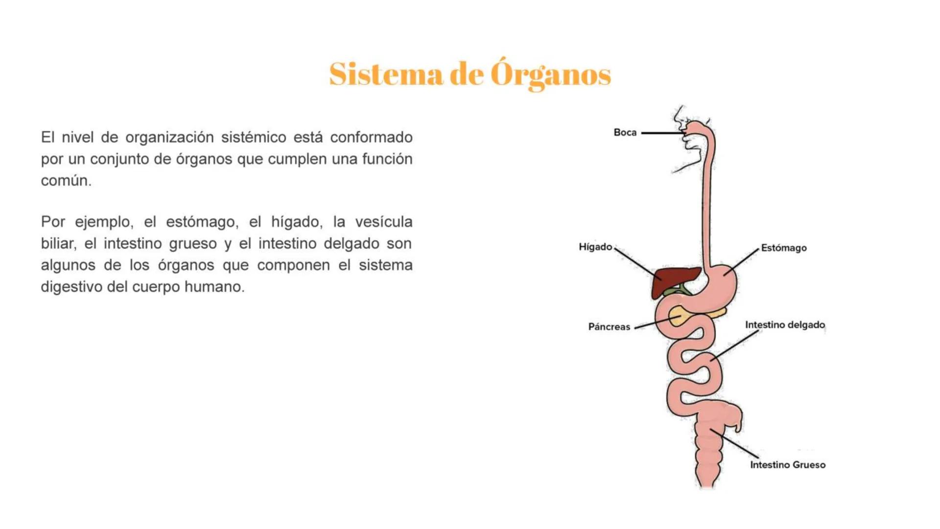 # Átomo

Los niveles organización biológica o jerarquía de la vida, es la jerarquía de estructuras y sistemas biológicos
complejos que defin